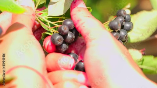 Women's hand picking aronia berries. Picking fruit aronia berries