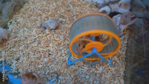 Cute tiny mice running on ground, little domestic mouse exercise running