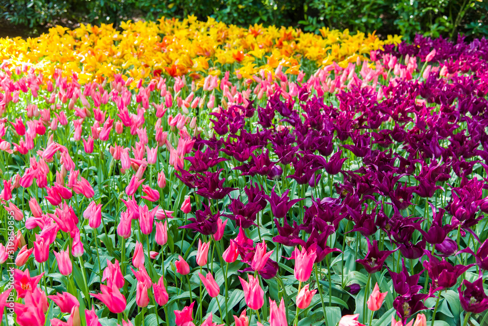 Tulips, the biggest symbol of beauty in netherlands.