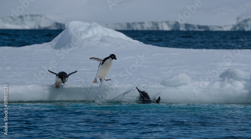 Adelie penguins on icebergs and icefloats along the coast of the Antarctic Peninsula, Antarctica