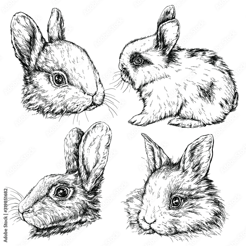 Vintage graphic Rabbit Print. Hand drawing vector illustration isolated ...