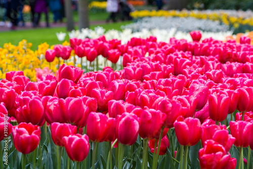 Tulips  the biggest symbol of beauty in netherlands.