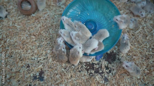 Cute tiny mice running on ground, little domestic mouse exercise running