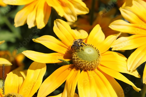 Bumblebee enjoying his time on flowers
