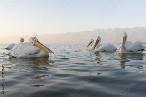 Dalmatian pelican from Kerkini Lake, Greece