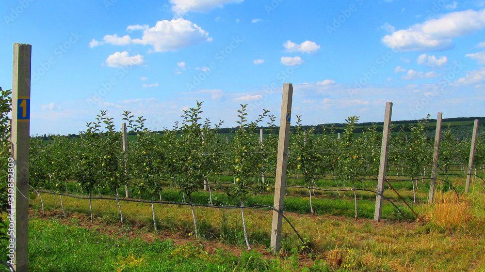 a young, apple orchard under a blue sky. fruits ripen on the branches