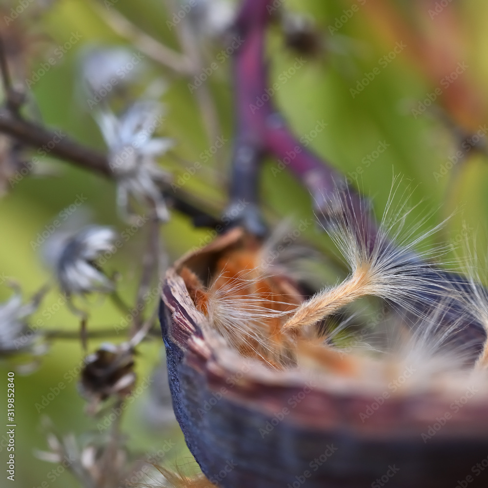 Fototapeta premium Oleander seeds coming out of their pod prepared to fly