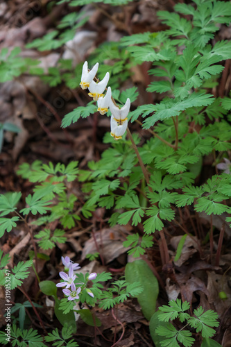 Dutchman's Britches wildflower close-up