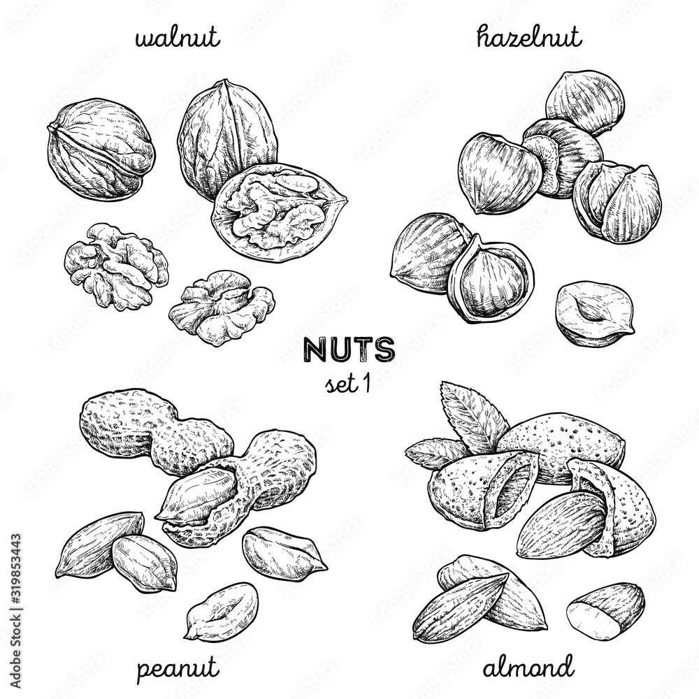 Walnut, peanut, hazelnut, almond. Hand drawn set with nuts. Vector illustration isolated on white background. Doodle healthy food illustrations - obrazy, fototapety, plakaty 