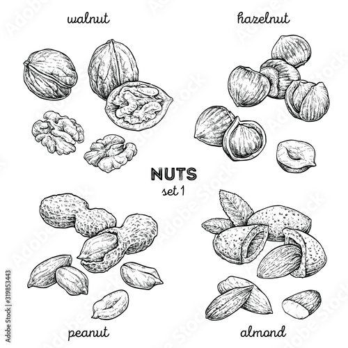 Walnut, peanut, hazelnut, almond. Hand drawn set with nuts. Vector illustration isolated on white background. Doodle healthy food illustrations