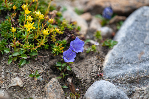 Beautiful Goldmoss stonecrop on the stone photo