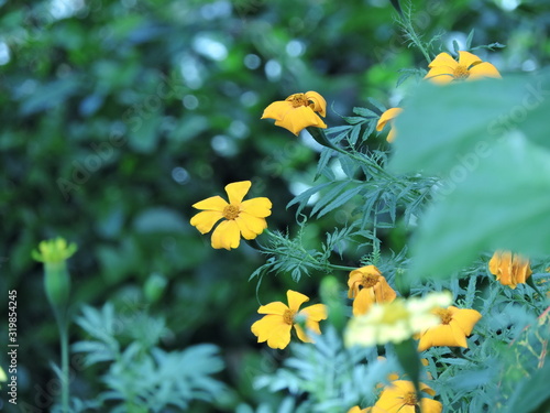 Girasol enfocado en la naturaleza  photo