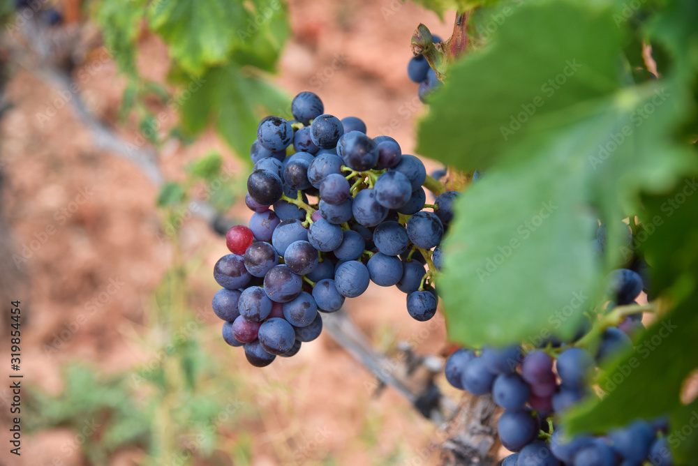 Escaladei - Priorat - Tarragona - Catalunya - Vinos- Vitivinícola