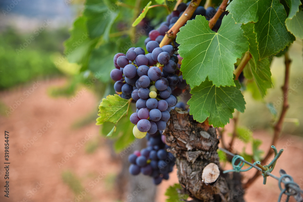Vinya - Viña - Vitis - Moscatell - Crianza - Escaladei - Priorat - Tarragona - Catalunya - Vinos- Vitivinícola
