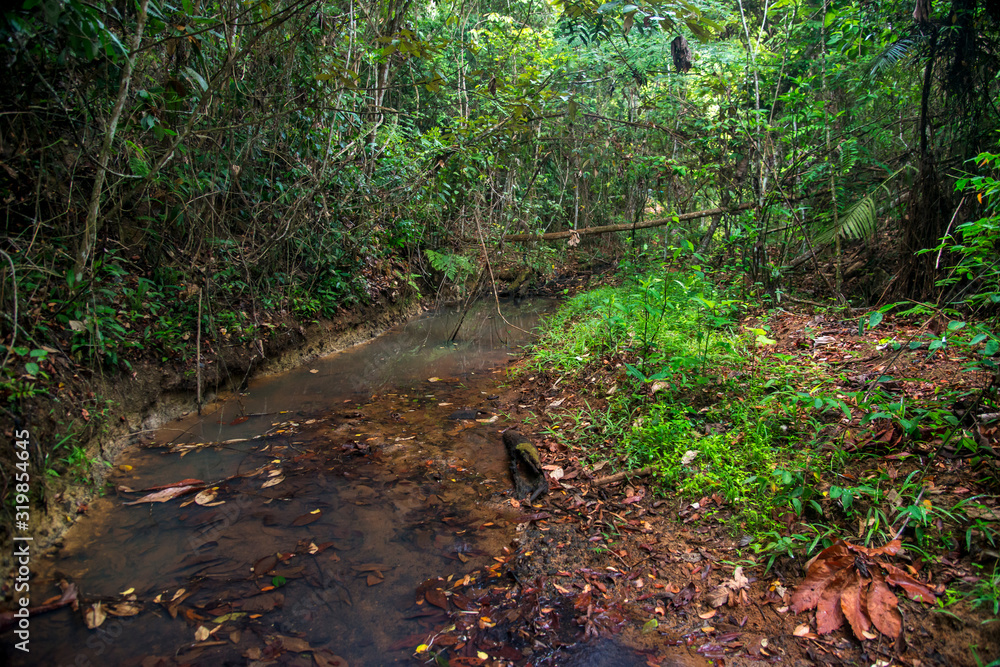 Scene of a stream with trees and plants on the banks. Many dried leaves inside the stream. Scene of a stream with trees and plants on the banks. Many dried leaves inside the stream.