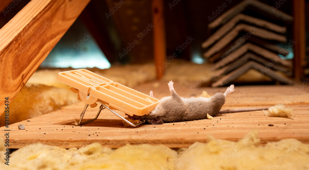 Dead rat caught in exterminator snap mouse trap. Pest and rodent removal  service. Stock Photo