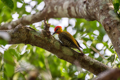 Scene of a Yellow throated Woodpecker perched on a tree. The bird stares into a hole in the tree.