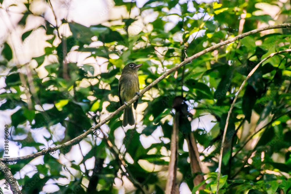Scene of the Olivaceous Flatbill perched on a branch. The bird s head is turned to the right side. Green leaves in the background.