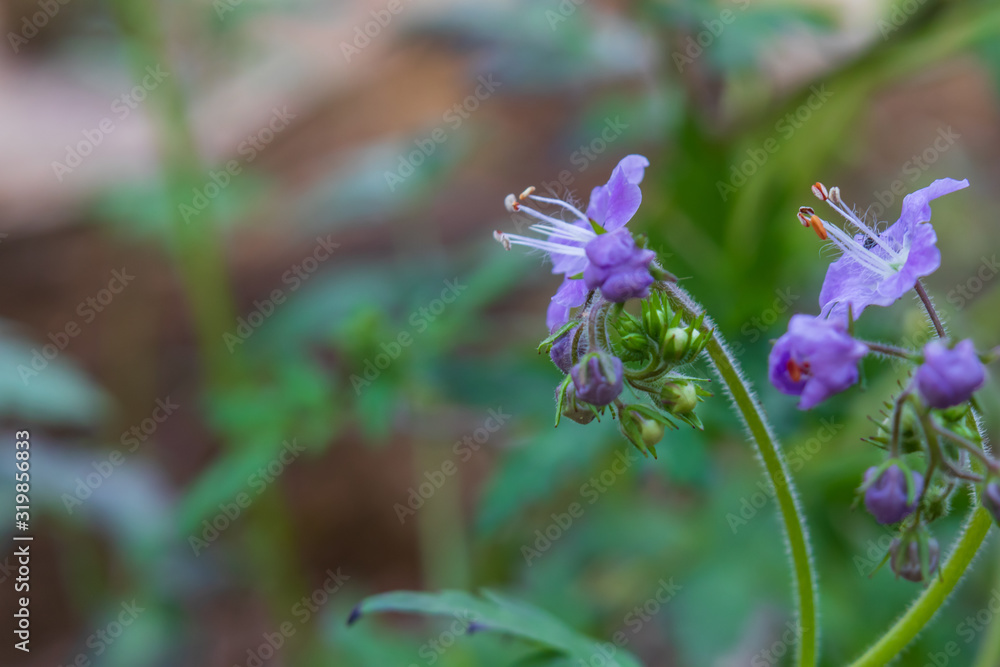 Purple Phacelia Wildflower close-up Purple Phacelia Wildflower close-up