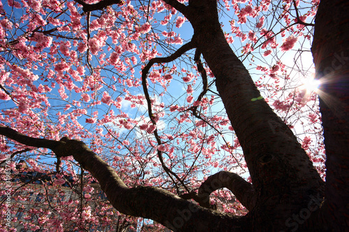 Sakura, körsbärsblommor i Kungsträdgården i Stockholm photo