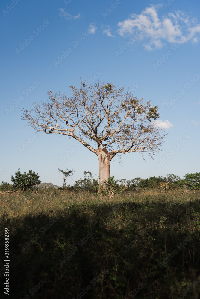 Trees in an open space in Cuba. 