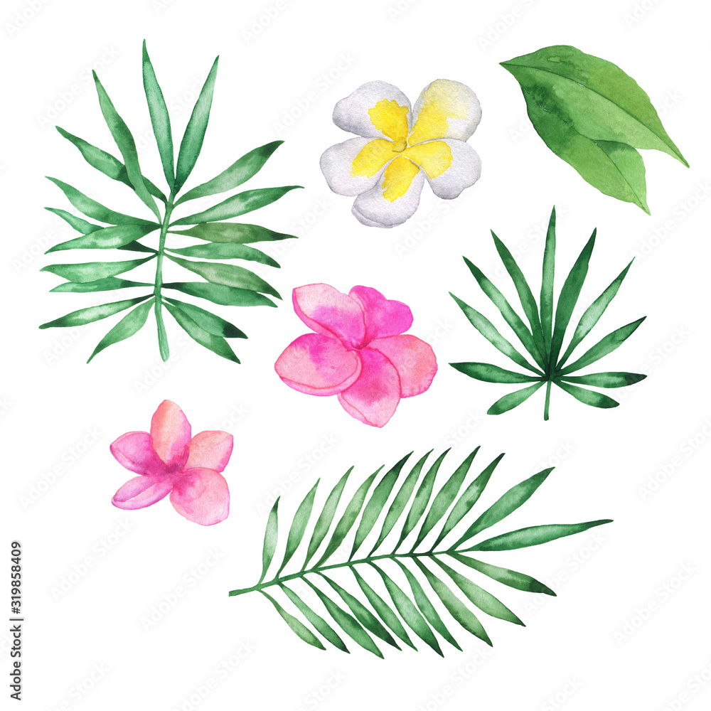 Set of fresh tropical leaves and pink and white plumeria flowers isolated on white background. Hand drawn watercolor illustration. Set of fresh tropical leaves and pink and white plumeria flowers isolated on white background. Hand drawn watercolor illustration.