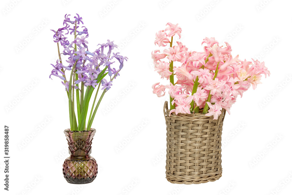 beautiful spring flowers pink and purple hyacinth isolated on white background.