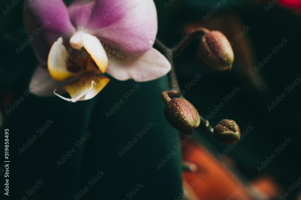Blooming purple Orchid. Flora, nature.  Orhidea Phalenopsis in nature. - obrazy, fototapety, plakaty 