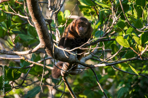 Scene of a crested capuchin monkey standing in a tree. The monkey is seen from the front. Several thin branches and leaves around the monkey.