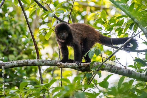 Scene of a crested capuchin monkey standing in a tree. The monkey body is facing right. The monkey s tail is wrapped around a branch.