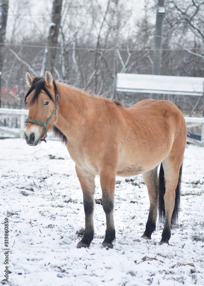 Buckskin horse is standing on the parade ground Buckskin horse is standing on the parade ground