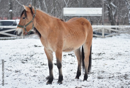 Quadro em tela Sarasou horse standing on a snowy parade ground