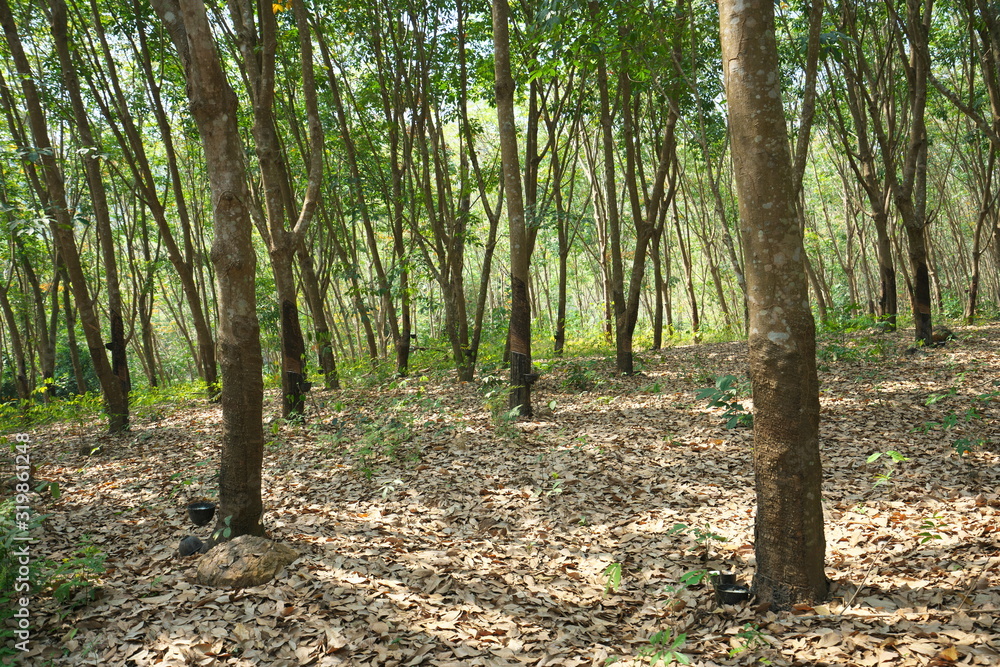 Udon Thani,Thailand-January 22, 2020: Rubber plantation in Udon Thani, Thailand Udon Thani,Thailand-January 22, 2020: Rubber plantation in Udon Thani, Thailand