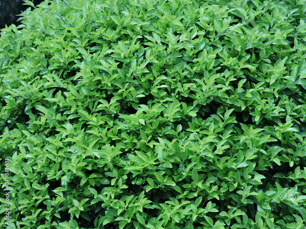 Arbusto verde natural sin editar Arbusto verde natural sin editar