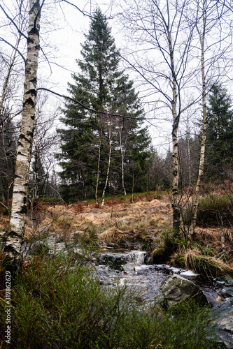 Babling brook landscape withhuge pine photo