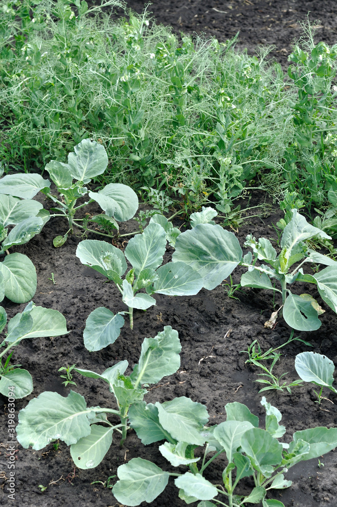 growing young cabbage and blooming pea in the vegetable garden growing young cabbage and blooming pea in the vegetable garden