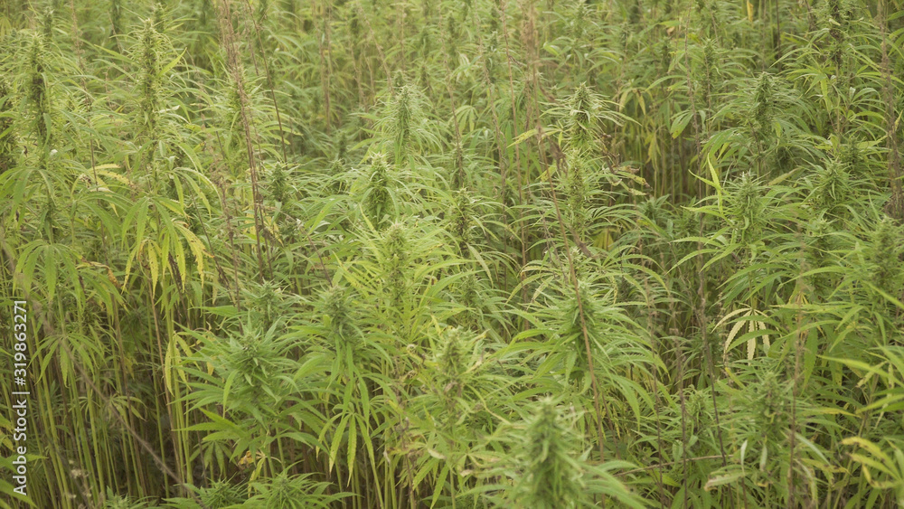 Marijuana plants at outdoor cannabis farm field. Hemp plants used for CBD and health Marijuana plants at outdoor cannabis farm field. Hemp plants used for CBD and health