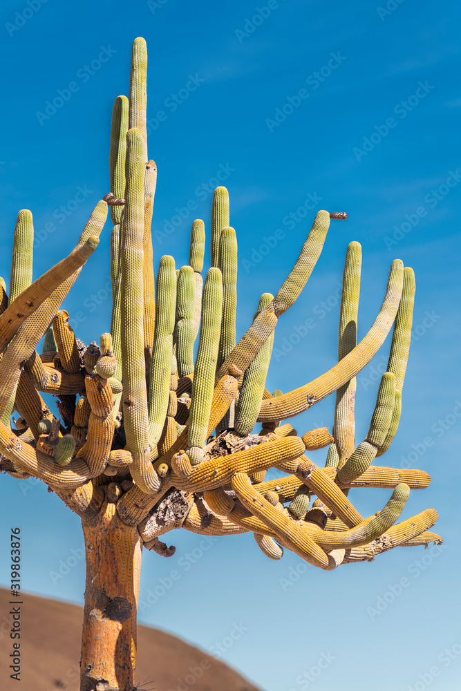 Candlestick Cactus silhouette in the sky at the amazing Atacama Desert