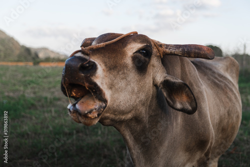 A cow eating on a farm in Cuba.  © Rosemary