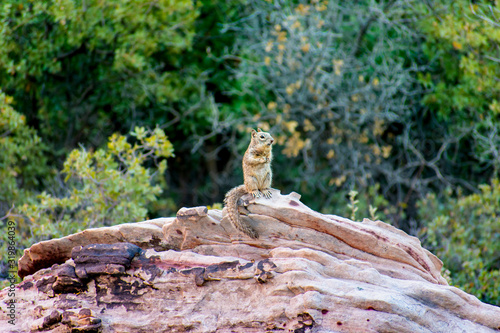 marmot/squirrel on rock