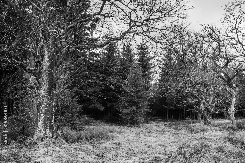 Open place in the pines forest with some old and kinky trees BW