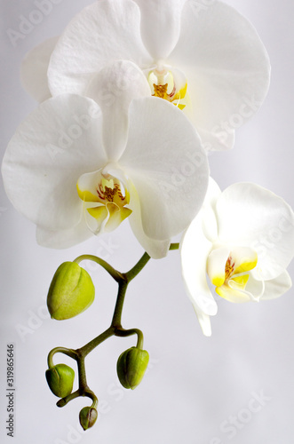 Close-up of white Orchid flowers on a white background. Selective focus.