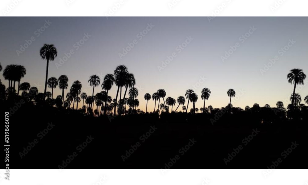 Fototapeta Atardecer con vistas a las palmeras