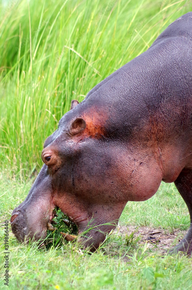 Hippo eating grass Hippo eating grass