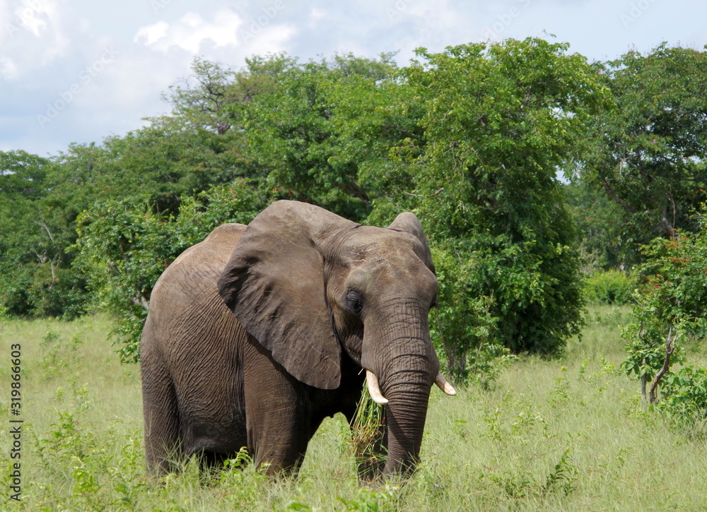 Fototapeta premium Elephant portrait