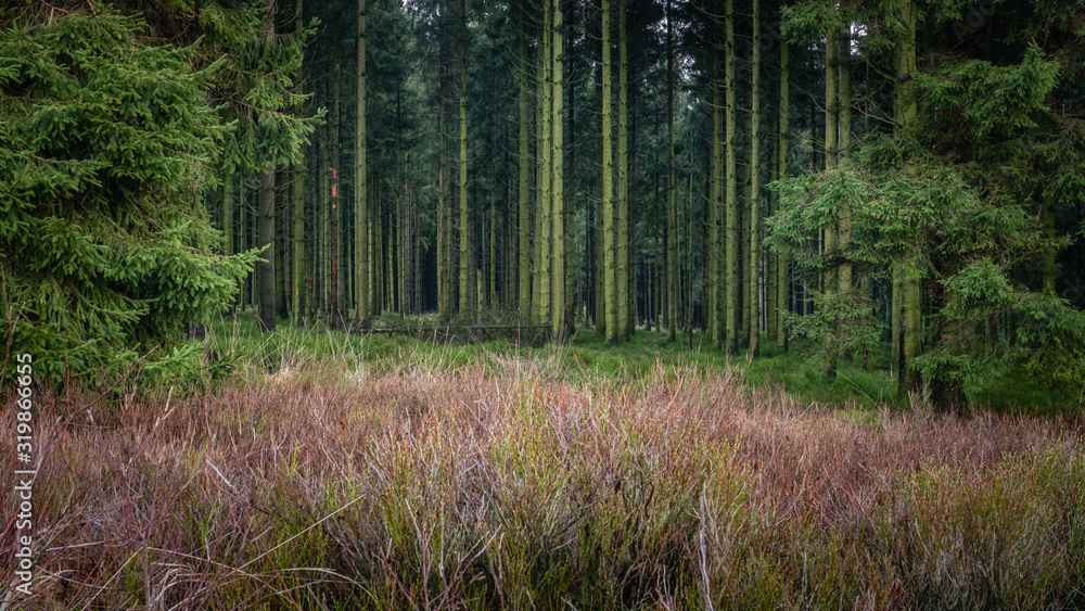 Fototapeta premium At the edge of the pines forest