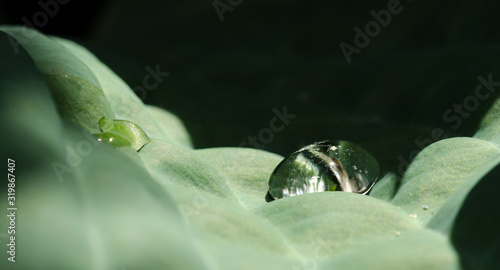 Water drop delicately sitting on leaf 