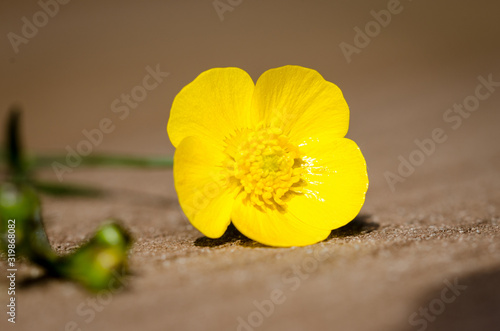 Closeup shot of buttercup on deck
