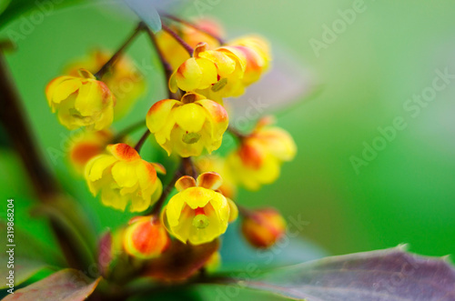 Close up of mahonia flowers in bloom. Yellow branch of blossoming mahonia in springtime photo