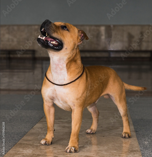 am staffordshire terrier